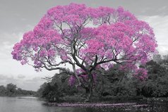 PH0501-TREE-blossom
