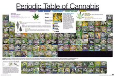 GN0815-PERIODIC-TABLE-of-cannabis